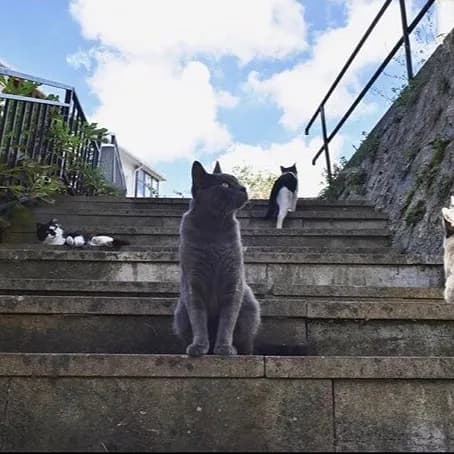Stray Cats of Istanbul: Why Turkey's Largest City Loves Its Street Cats