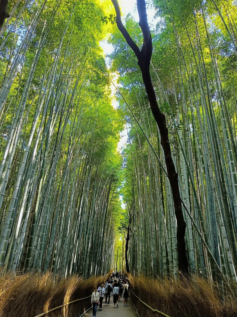 Arashiyama Chikurin