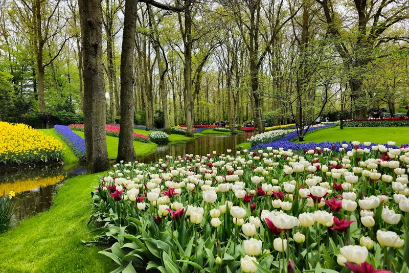 Lisse