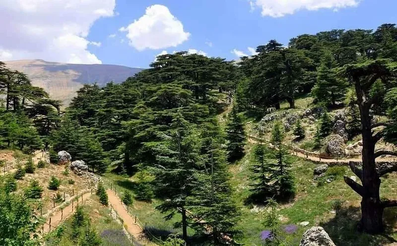 Cedars of God Bsharri