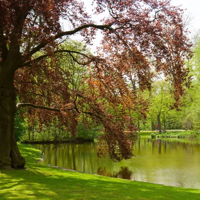 Vondelpark Amsterdam: A Walk Through the City's Green Heart